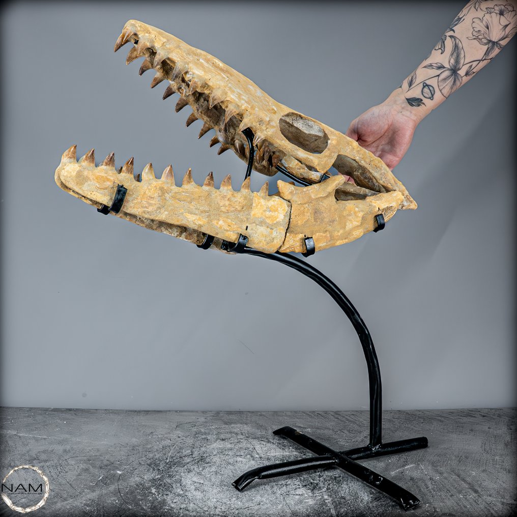 Φυσικό απολιθωμένο κρανίο ενός Mosasaurus. σε μεταλλική βάση- 2825.94 g #1.0