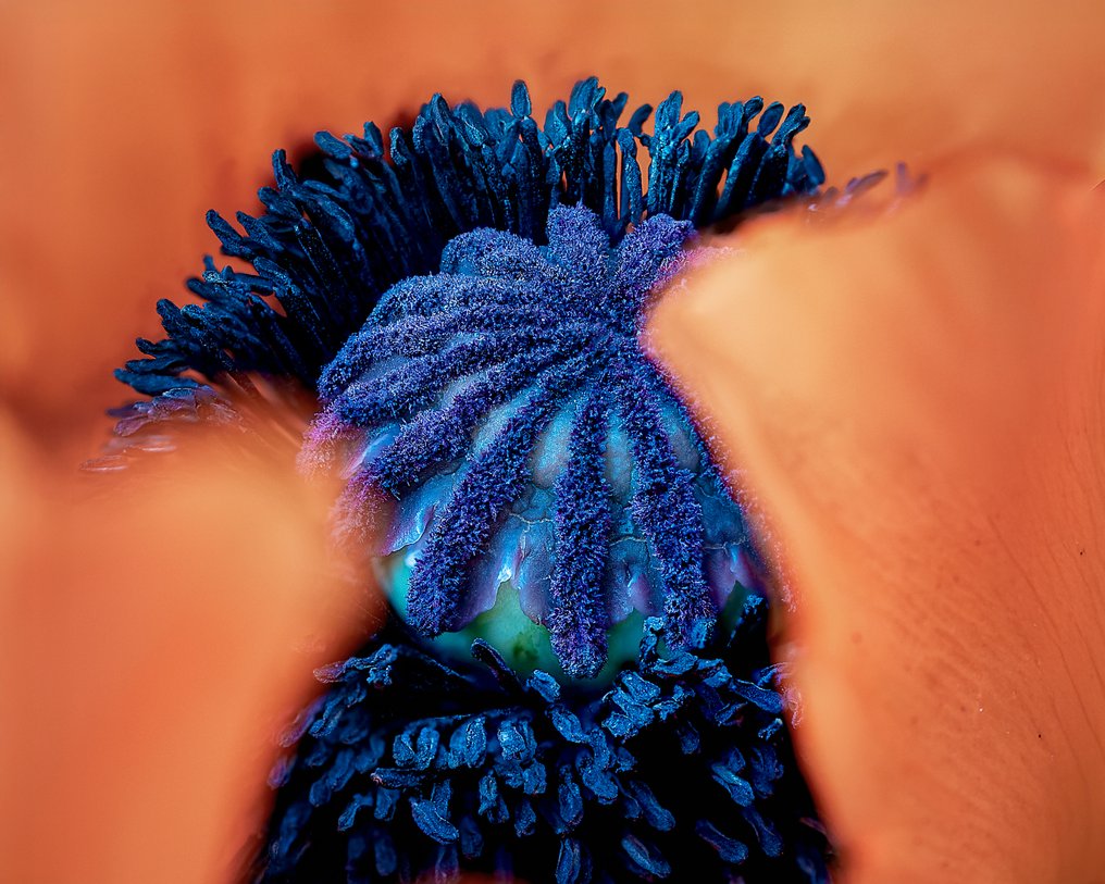 Inna Etuvgi - Chamber #1.0