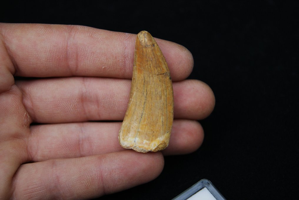 Dinosaur - Fossil teeth - Carcharodontosaurus Saharicus #1.0