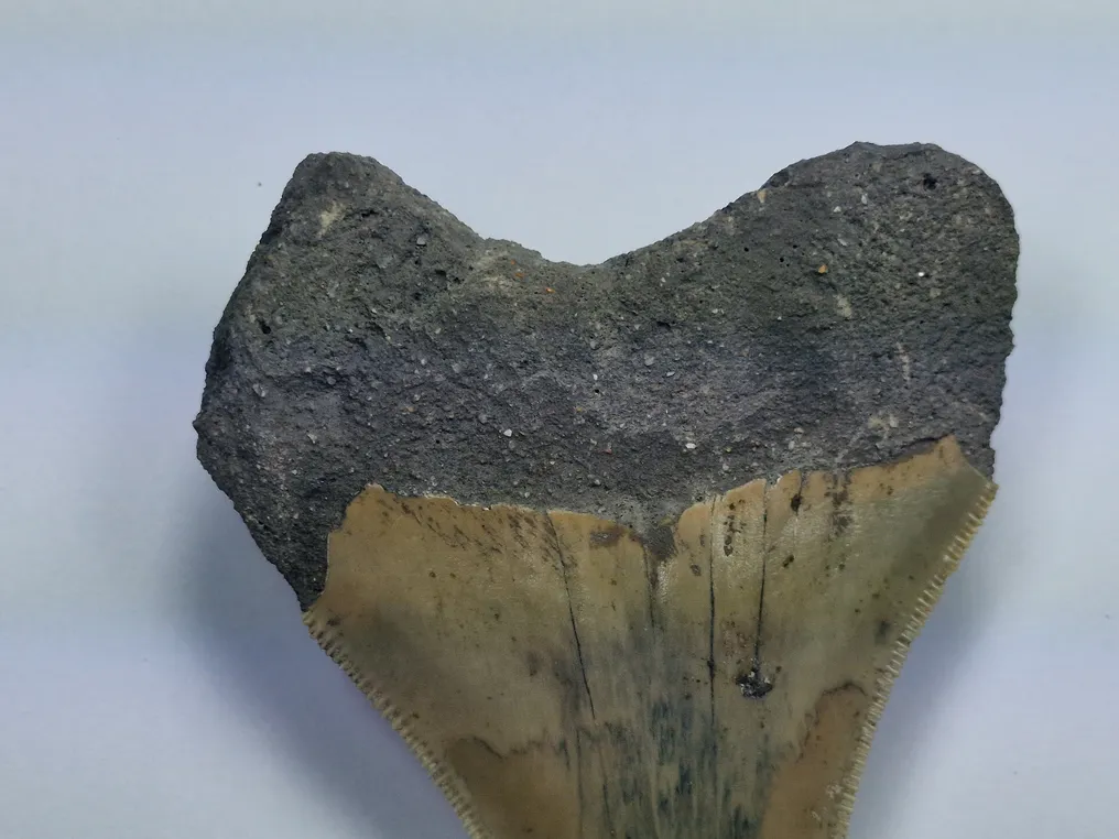 Megalodon - Fossil tooth - 9 cm #2.1