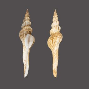 Fusinus meyeri F+++ - 22.4厘米 ┼ 特殊的海螺壳 ┼ 標本全身支架 - Tulpenschnecke - 22.4 cm - 0 cm - 0 cm - 非《瀕臨絕種野生動植物國際貿易公約》物種 #1.0