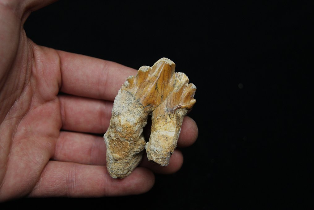 Πρωτόγονη φάλαινα, Εξαιρετικός Γομφίος του Basilosaurus - Απολιθωμένο δόντι - Basilosaurus (χωρίς τιμή ασφαλείας) #1.0