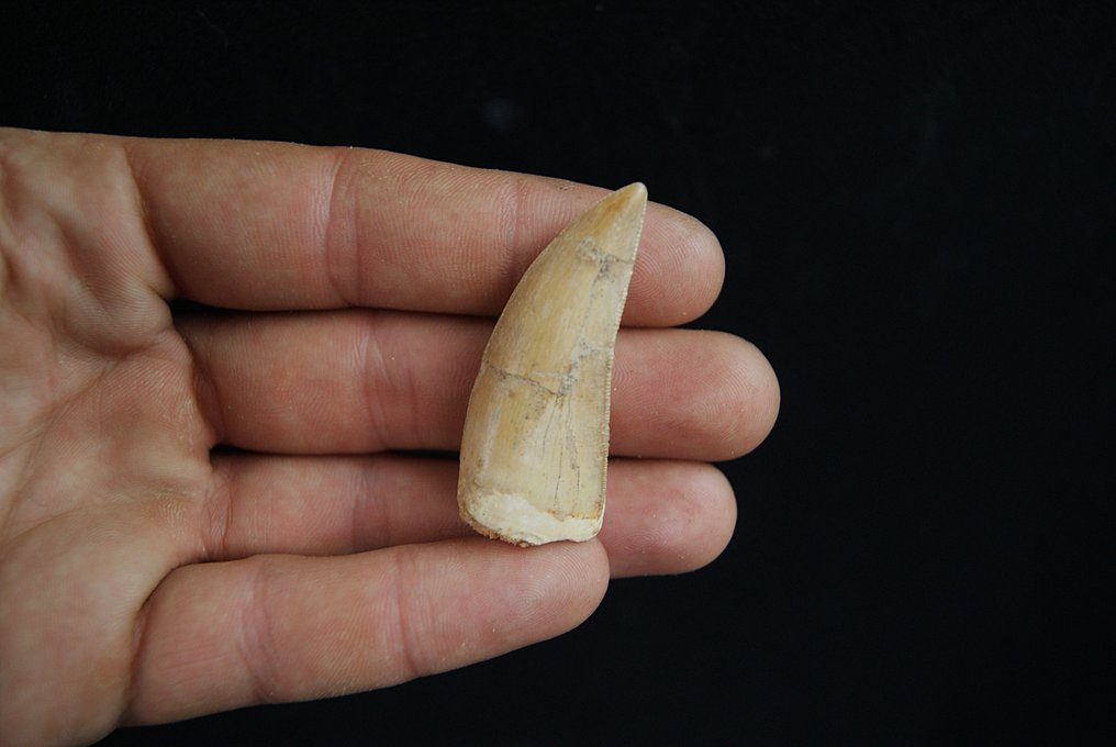 Rare African theropod TOP - Fossil tooth - Bahariasaurus #3.2