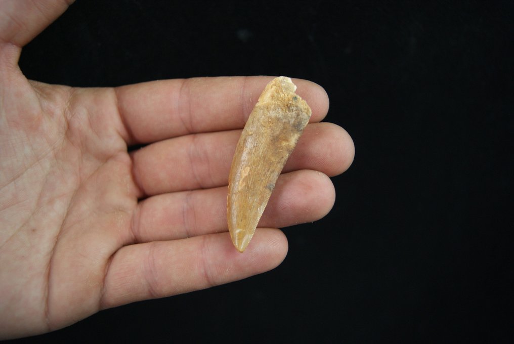 Δεινόσαυρος - Απολιθωμένο δόντι - Carcharodontosaurus saharicus - 5.8 cm #1.0