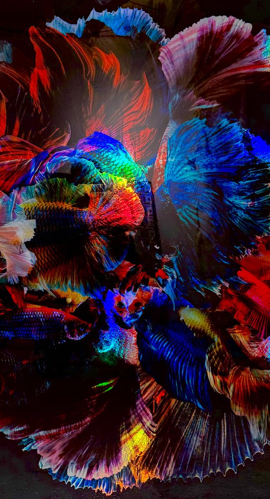 FANO (XX) - Ombres Chromatique #3.2