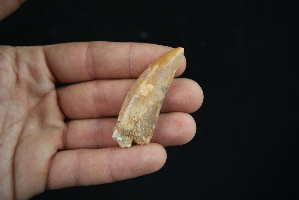 Δεινόσαυρος - Απολιθωμένο δόντι - Carcharodontosaurus saharicus - 5.8 cm #4.3