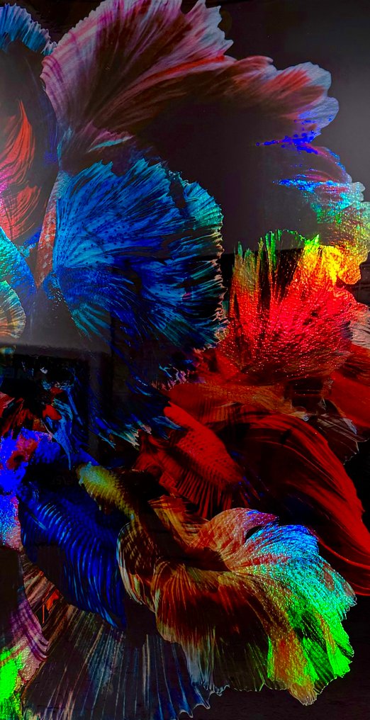 FANO (XX) - Ombres Chromatique #4.3