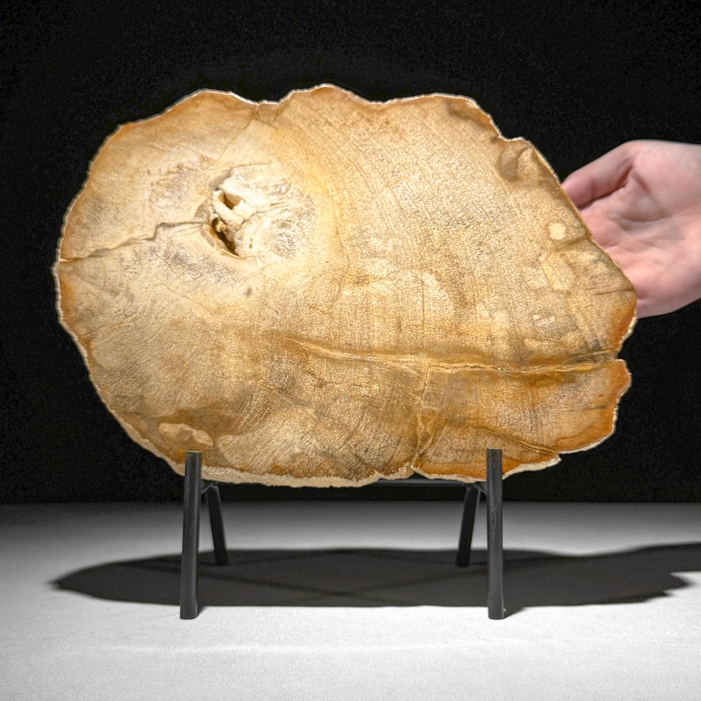 Stunning Slice of Petrified Wood on a custom stand - Fossilised wood - 26 cm - 29.5 cm  (No Reserve Price) #1.0