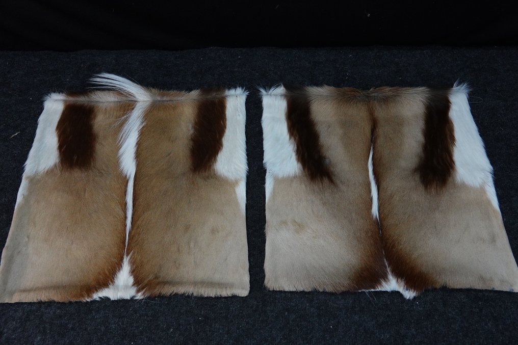 Copripiumini Springbok Allestimento tassidermico a corpo intero - Antidorcas marsupialis - 38 cm - 1 cm - 38 cm - Specie non CITES - 2 #1.0