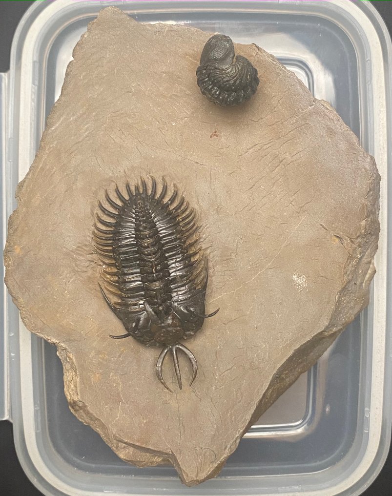 Trilobit - Schelet fosilă - Walliserops hammii & Moroccops - 15 cm - 11 cm #1.0