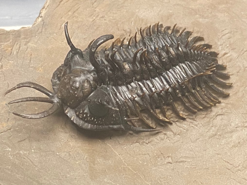 Trilobit - Schelet fosilă - Walliserops hammii & Moroccops - 15 cm - 11 cm #3.2