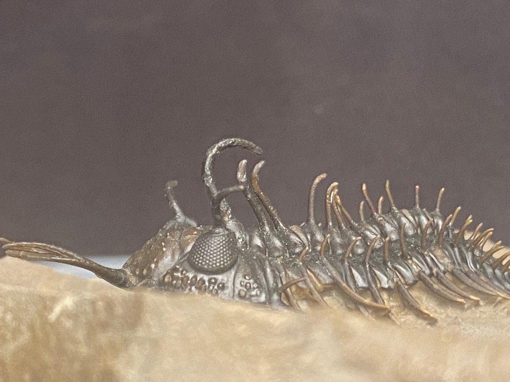 Trilobit - Schelet fosilă - Walliserops hammii & Moroccops - 15 cm - 11 cm #4.3