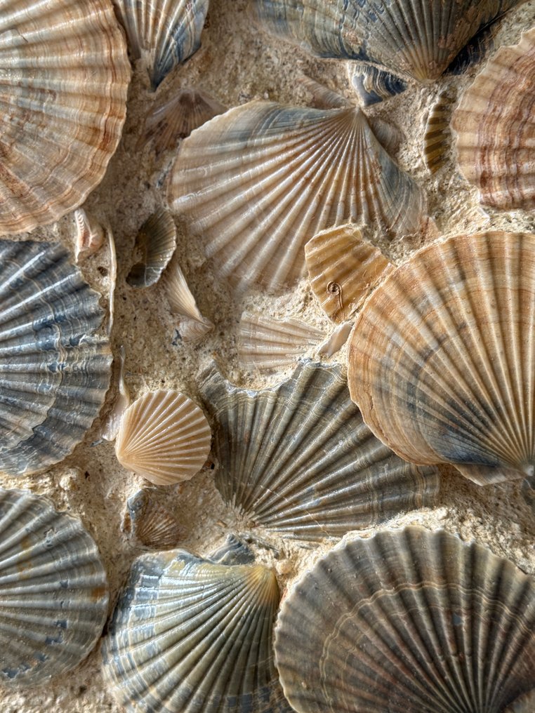 Pecten - Fossiles Fragment - 37 cm - 27 cm #1.0