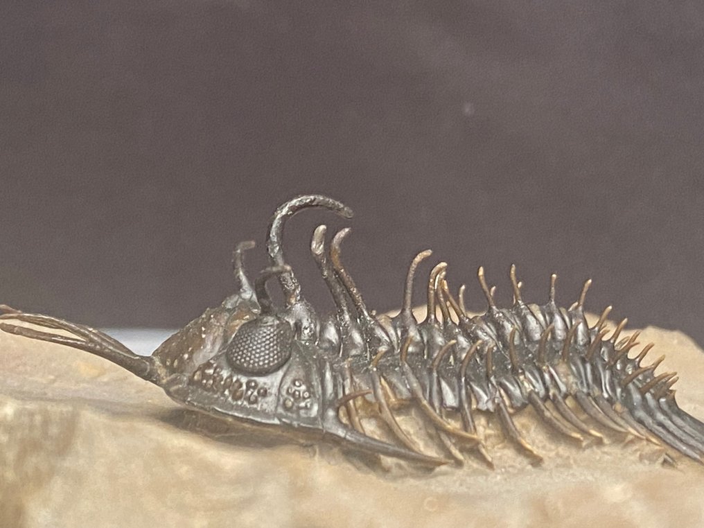 Trilobit - Schelet fosilă - Walliserops hammii & Moroccops - 15 cm - 11 cm #2.1