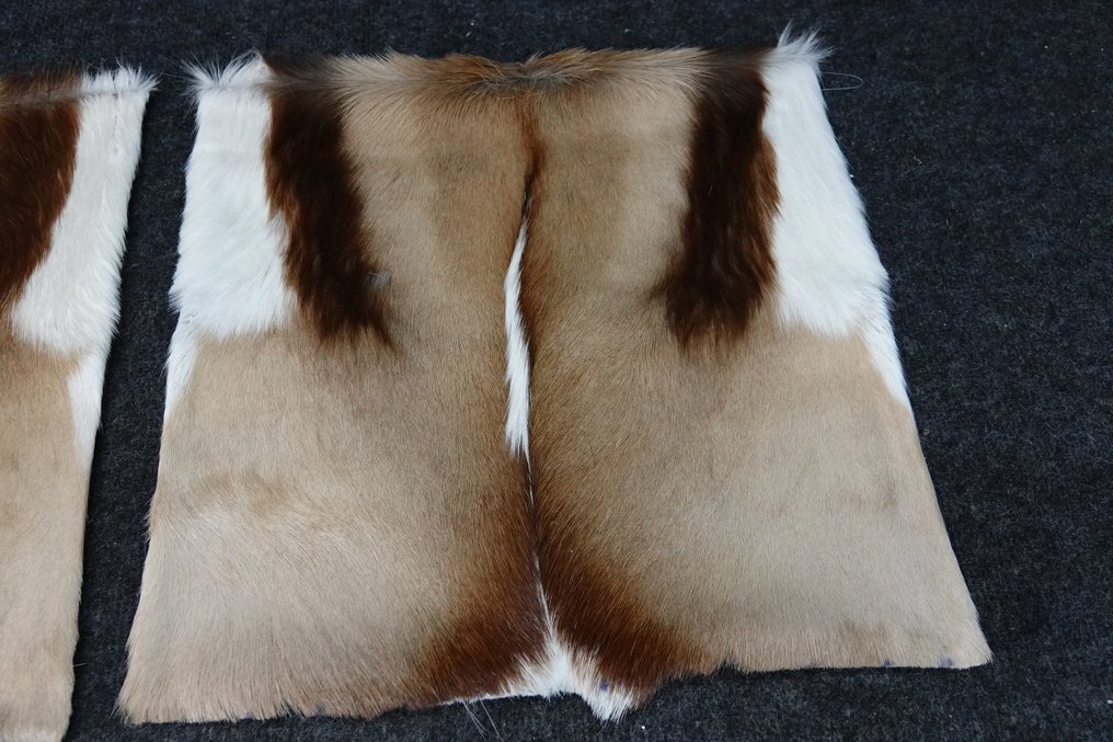 Copripiumini Springbok Allestimento tassidermico a corpo intero - Antidorcas marsupialis - 38 cm - 1 cm - 38 cm - Specie non CITES - 2 #4.3