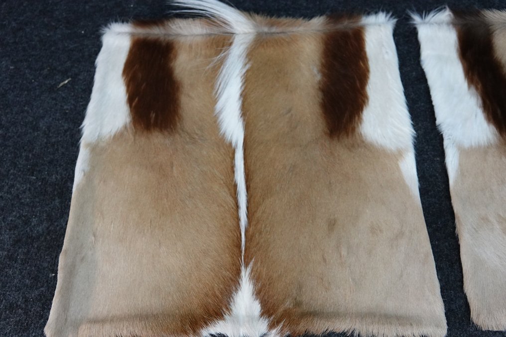 Copripiumini Springbok Allestimento tassidermico a corpo intero - Antidorcas marsupialis - 38 cm - 1 cm - 38 cm - Specie non CITES - 2 #3.2