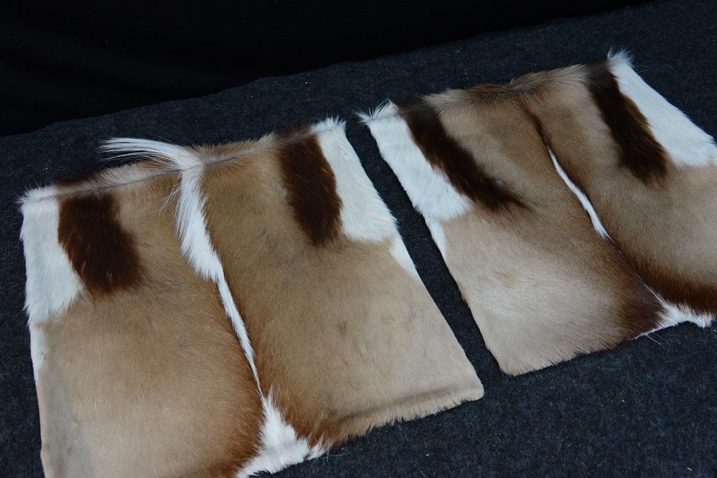 Copripiumini Springbok Allestimento tassidermico a corpo intero - Antidorcas marsupialis - 38 cm - 1 cm - 38 cm - Specie non CITES - 2 #2.1