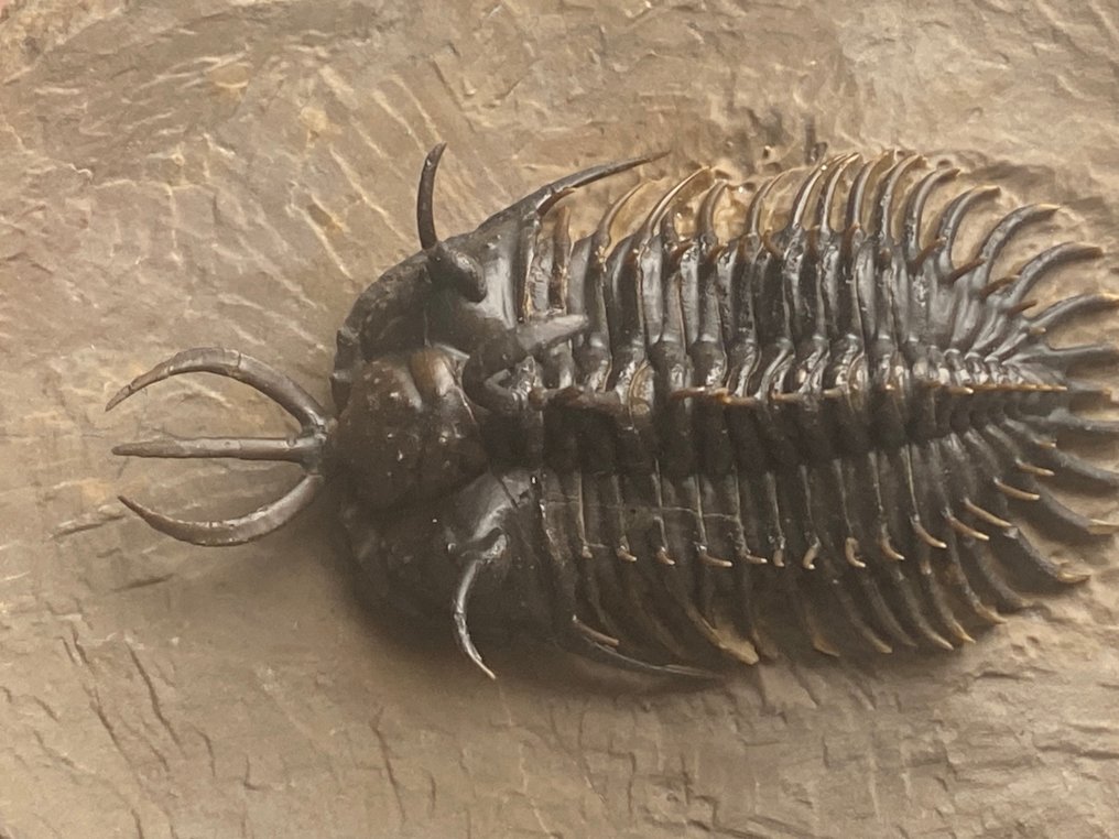 Trilobit - Schelet fosilă - Walliserops hammii & Moroccops - 15 cm - 11 cm #1.0
