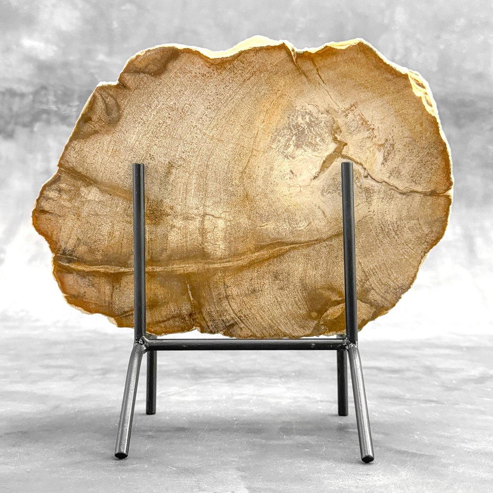 Stunning Slice of Petrified Wood on a custom stand - Fossilised wood - 26 cm - 29.5 cm  (No Reserve Price) #1.0