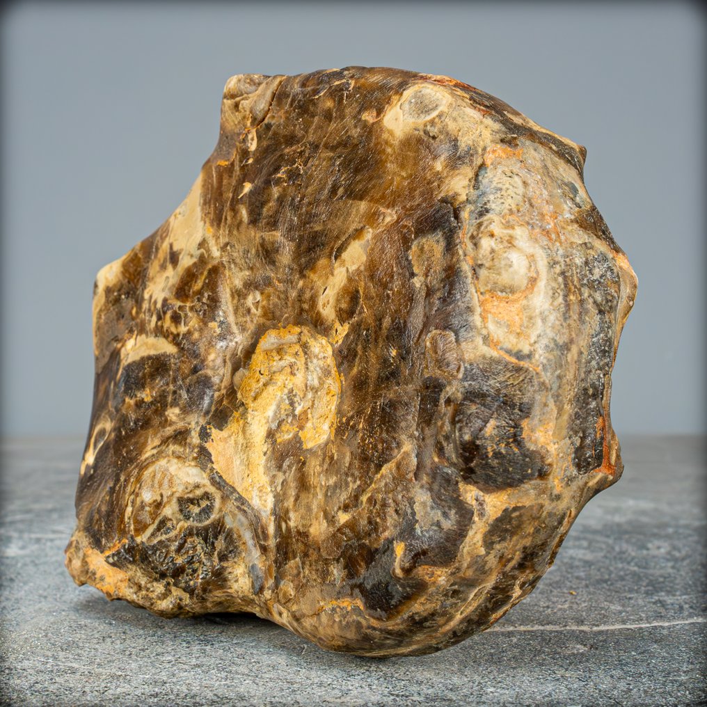 Sjældne fossiler ammonit-mamitter Nodosoides med dendritter fra Marokko- 1005.93 g #3.2