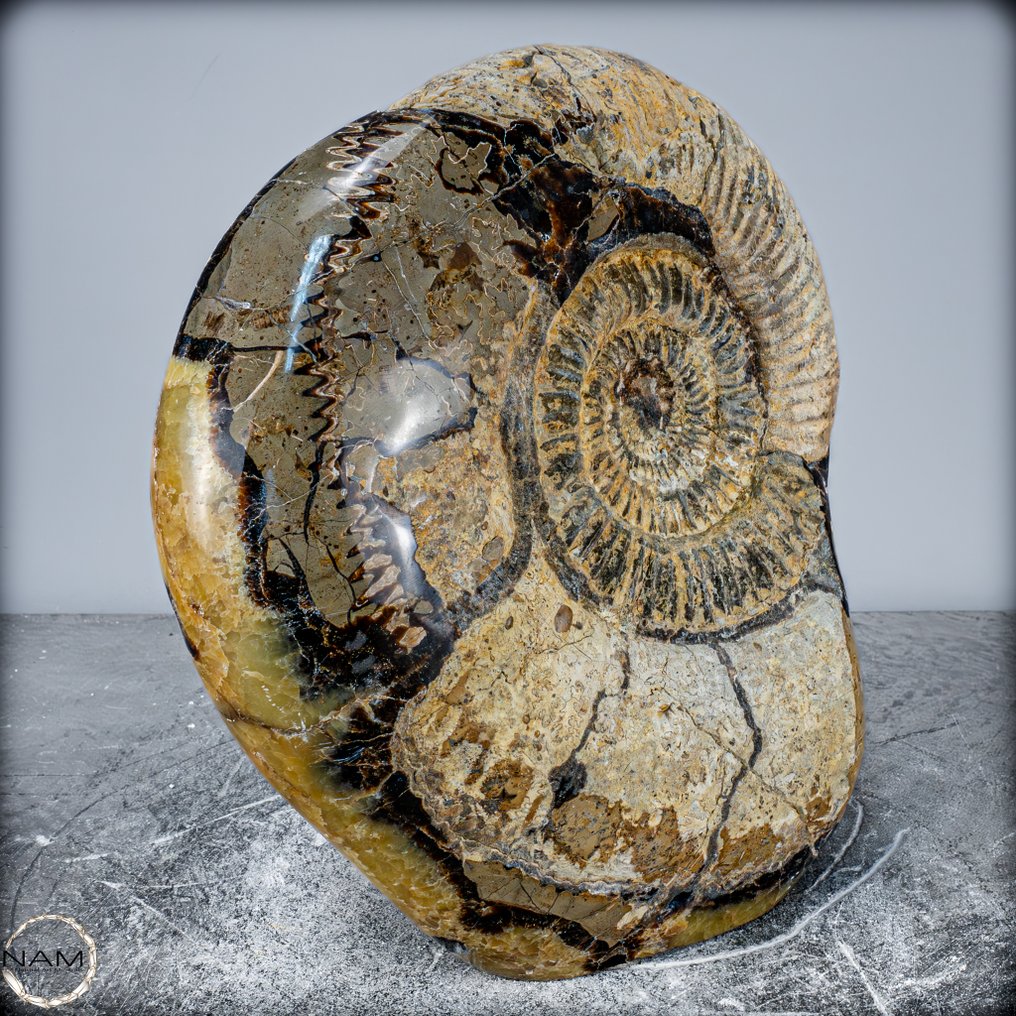 Ammonite Fóssil em matriz septariana- 12553.36 g #1.0