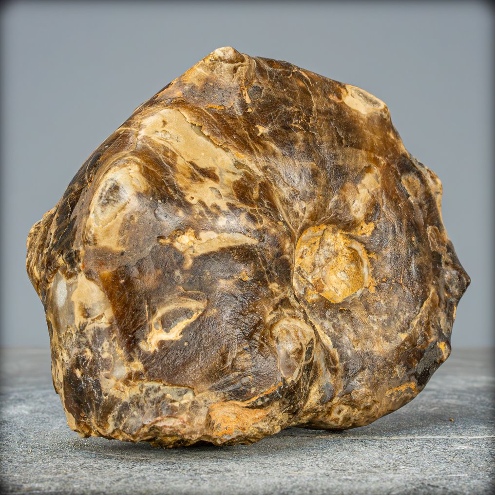 Sjældne fossiler ammonit-mamitter Nodosoides med dendritter fra Marokko- 1005.93 g #4.3