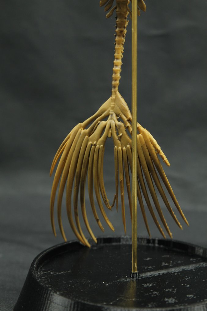 Mermaid Skeleton Scheletro - - - 24 cm - 7 cm - 8 cm #4.3