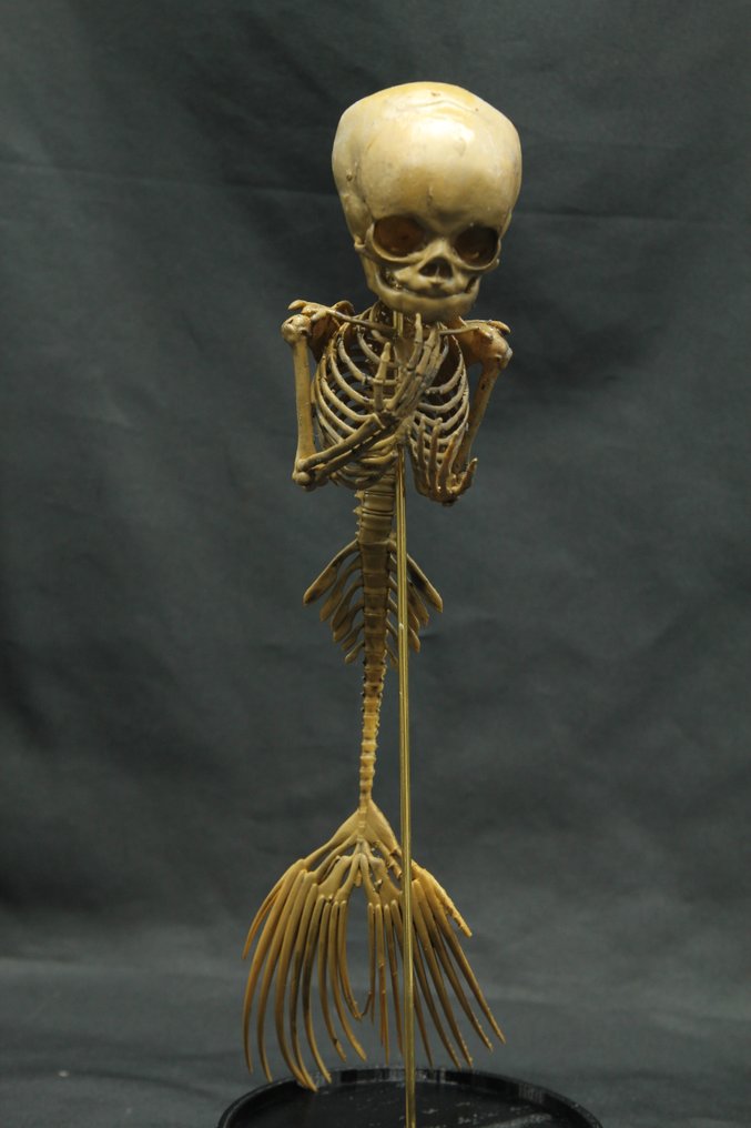 Mermaid Skeleton Scheletro - - - 24 cm - 7 cm - 8 cm #1.0