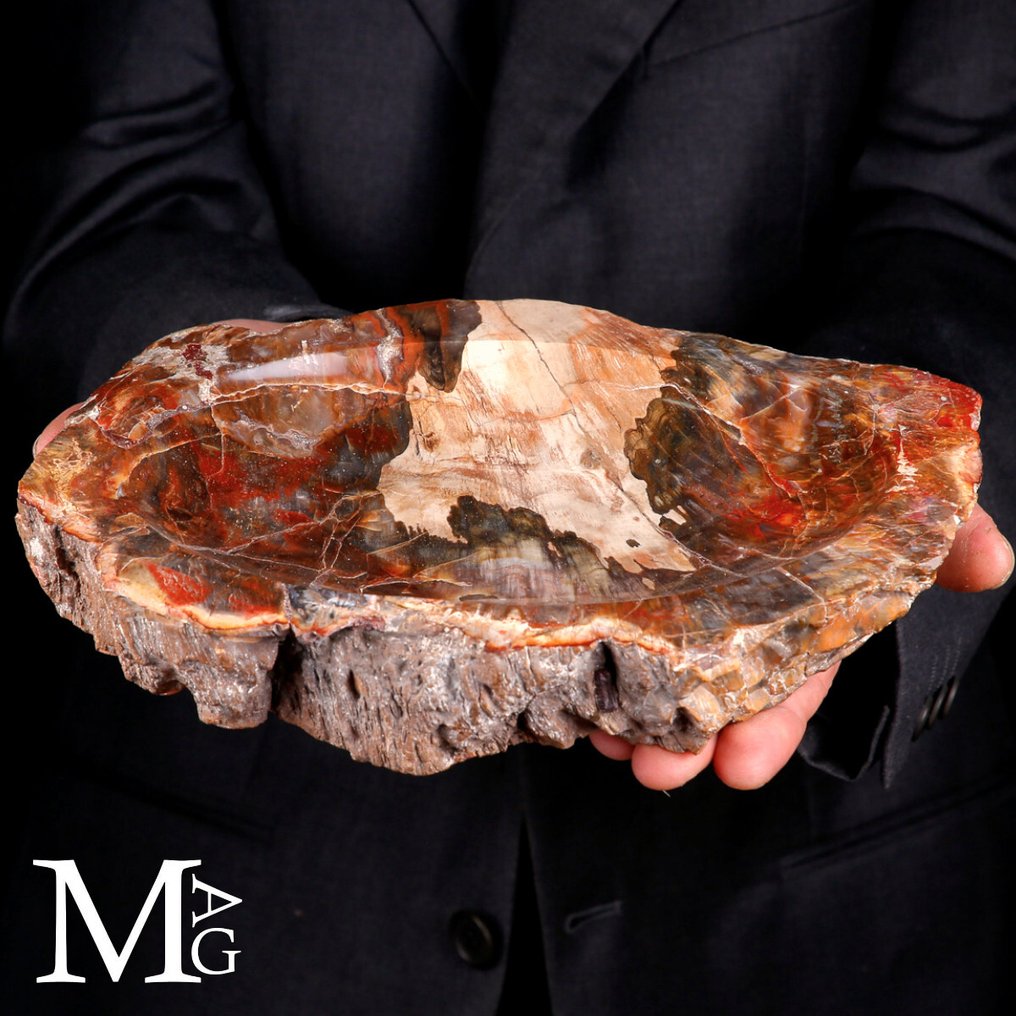 Håndlavet forstenet træ catchall - En tidløs fusion af funktionalitet og gammel skønhed - Højde: 270 mm - Bredde: 184 mm- 2642 g #2.1