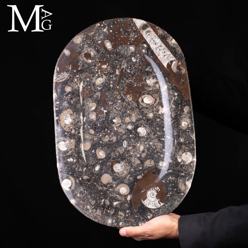 Taca na płyty z fosylami - amonit i orthocer - Wysokość: 440 mm - Szerokość: 285 mm- 1671 g #1.0