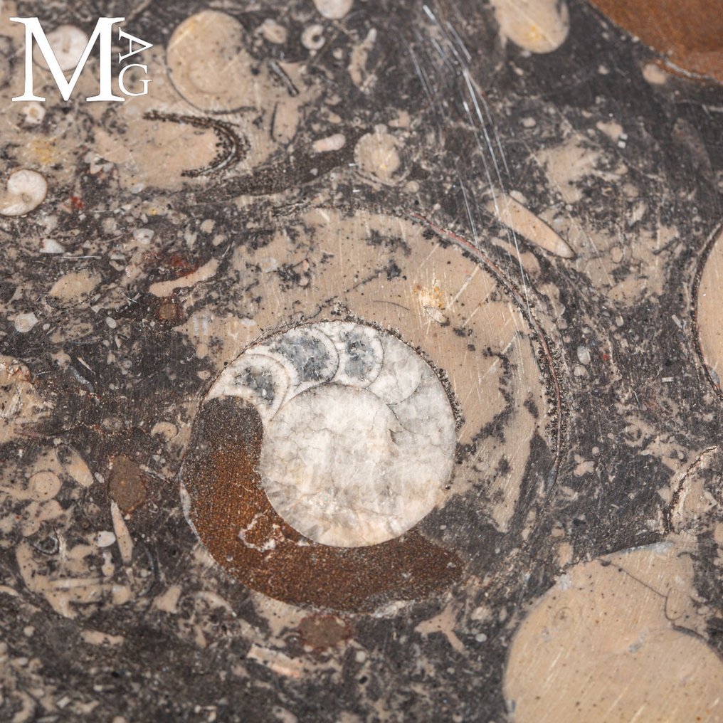 Taca na płyty z fosylami - amonit i orthocer - Wysokość: 440 mm - Szerokość: 285 mm- 1671 g #2.1