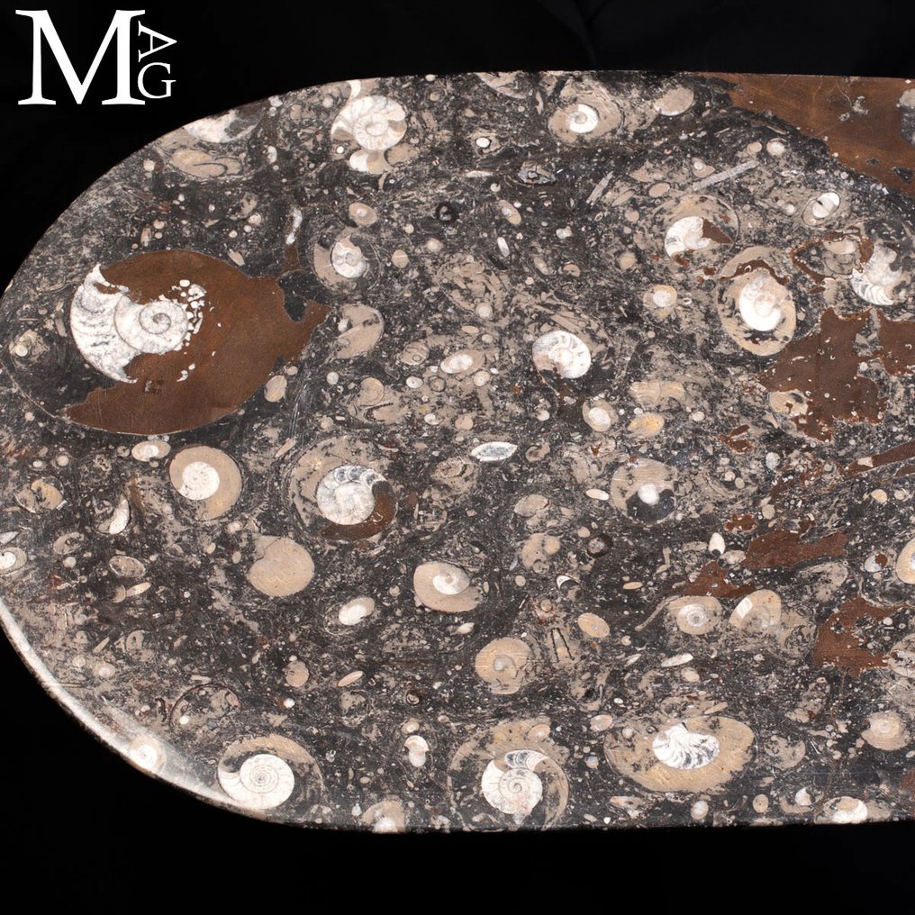 Taca na płyty z fosylami - amonit i orthocer - Wysokość: 440 mm - Szerokość: 285 mm- 1671 g #4.3