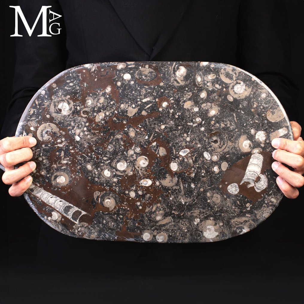 Taca na płyty z fosylami - amonit i orthocer - Wysokość: 440 mm - Szerokość: 285 mm- 1671 g #1.0