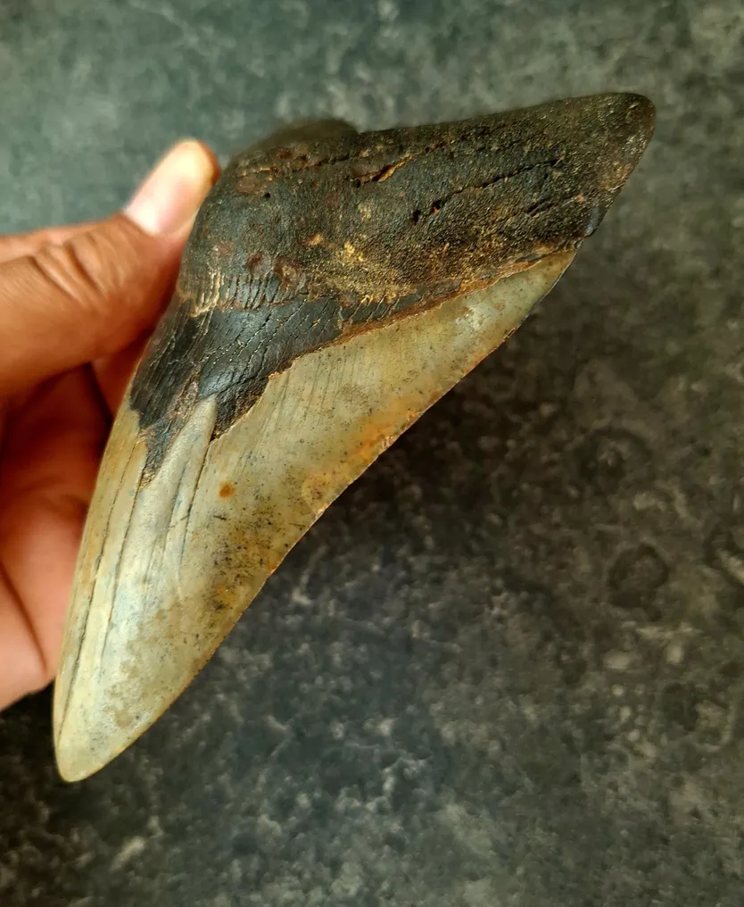Megalodon - Fossil tooth - Otodus (Carcharocles) megalodon - 13.2 cm - 9.2 cm #2.1