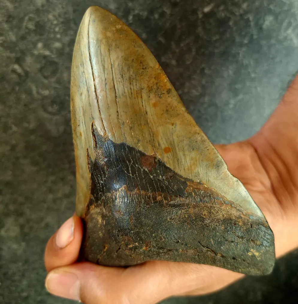 Megalodon - Fossil tooth - Otodus (Carcharocles) megalodon - 13.2 cm - 9.2 cm #3.2