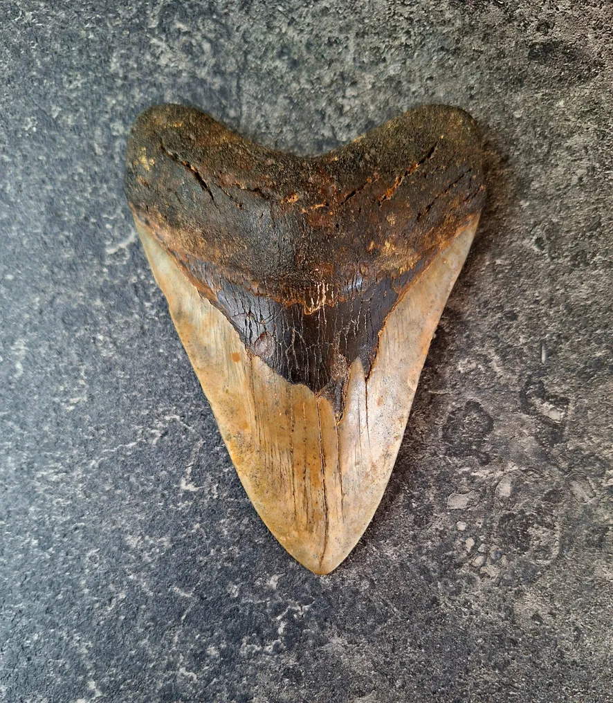 Megalodon - Fossil tooth - Otodus (Carcharocles) megalodon - 13.2 cm - 9.2 cm #4.3