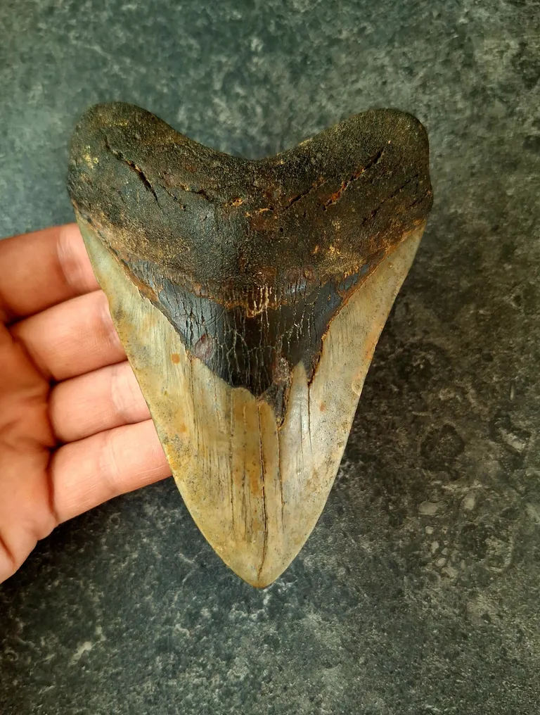 Megalodon - Fossil tooth - Otodus (Carcharocles) megalodon - 13.2 cm - 9.2 cm #1.0