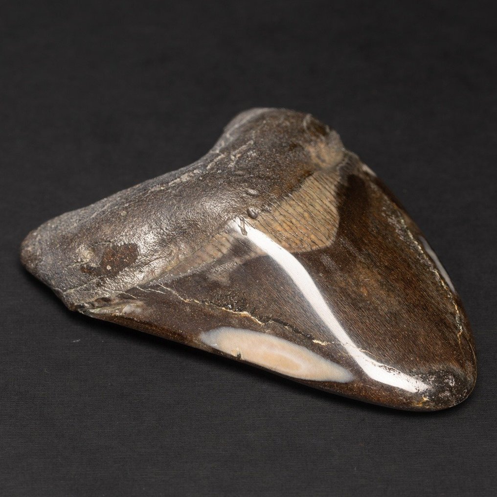 Megaldon Tand - Fossil tand - Carcharocles Megalodon - 101.6 mm - 80 mm #2.1