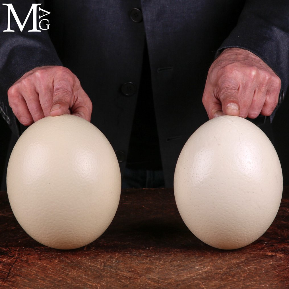 Strutsinmunat Muna - Coppia di Gusci di Uova di Struzzo (Struthio camelus) – Naturali, Svuotati, da Collezione o - 155 mm - 125 mm - 125 mm -  (2) #1.0