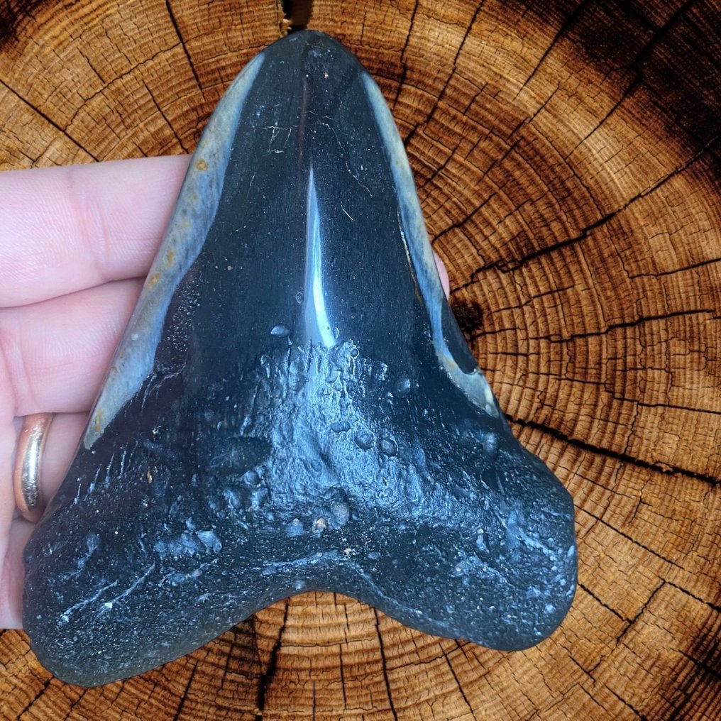 Δόντι Megalodon - Carcharocles Megalodon - Απολιθωμένο δόντι - Fossil Tooth - 120 mm - 97 mm #1.0