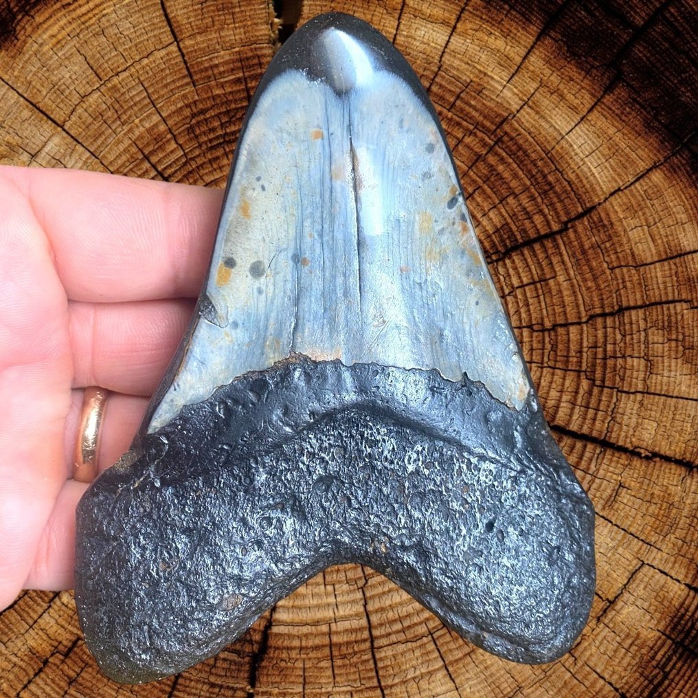 Δόντι Megalodon - Carcharocles Megalodon - Απολιθωμένο δόντι - Fossil Tooth - 120 mm - 97 mm #2.1