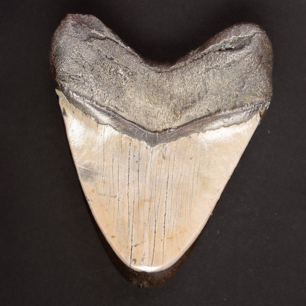 Megaldon Tand - Fossil tand - Carcharocles Megalodon - 101.6 mm - 80 mm #4.3