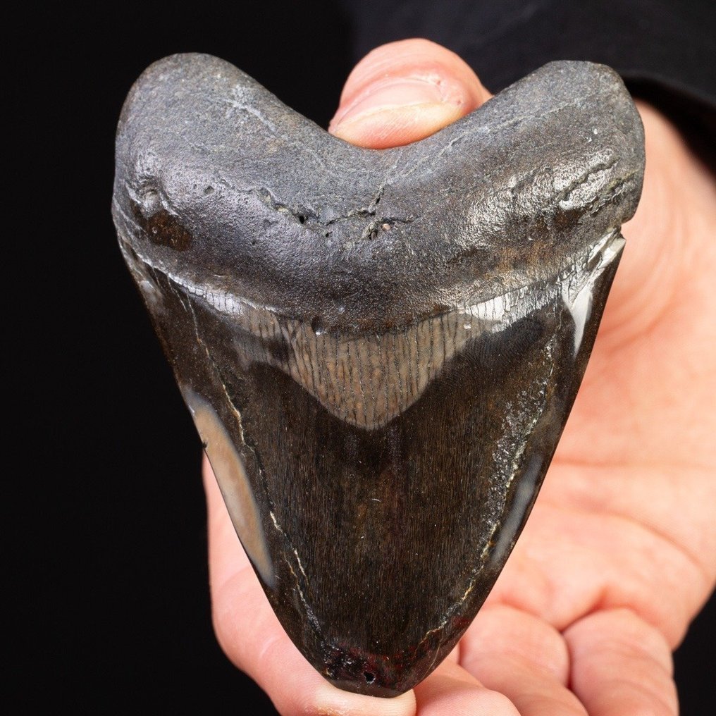 Megaldon Tand - Fossil tand - Carcharocles Megalodon - 101.6 mm - 80 mm #1.0