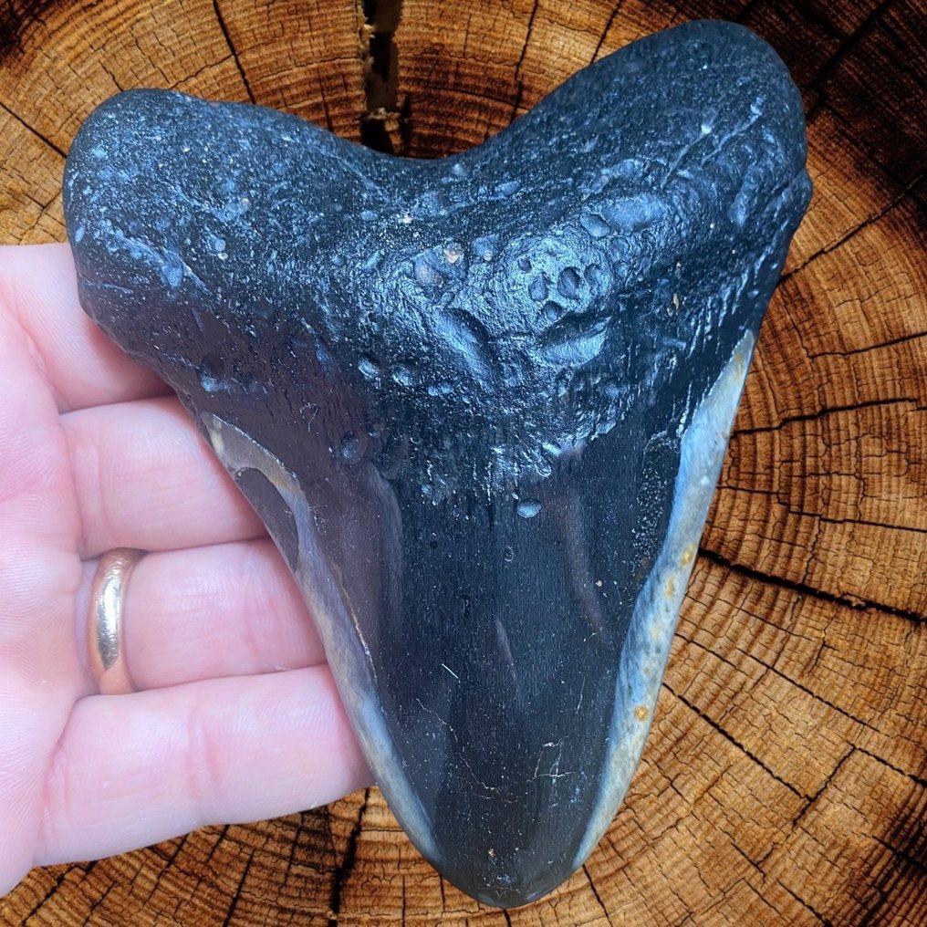Δόντι Megalodon - Carcharocles Megalodon - Απολιθωμένο δόντι - Fossil Tooth - 120 mm - 97 mm #1.0