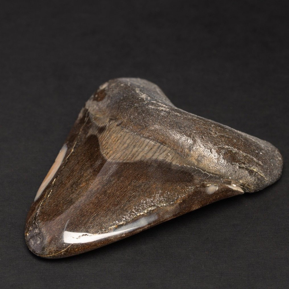 Megaldon Tand - Fossil tand - Carcharocles Megalodon - 101.6 mm - 80 mm #1.0