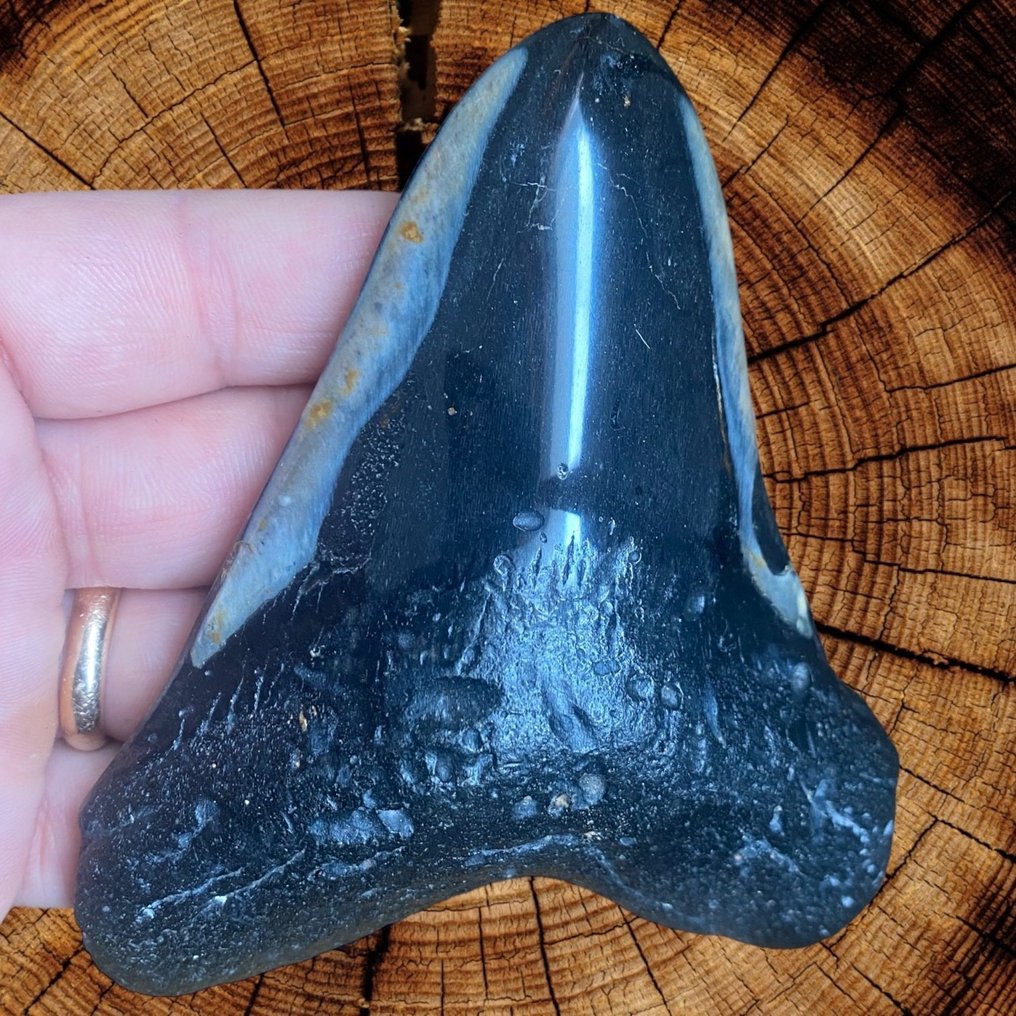 Δόντι Megalodon - Carcharocles Megalodon - Απολιθωμένο δόντι - Fossil Tooth - 120 mm - 97 mm #3.2