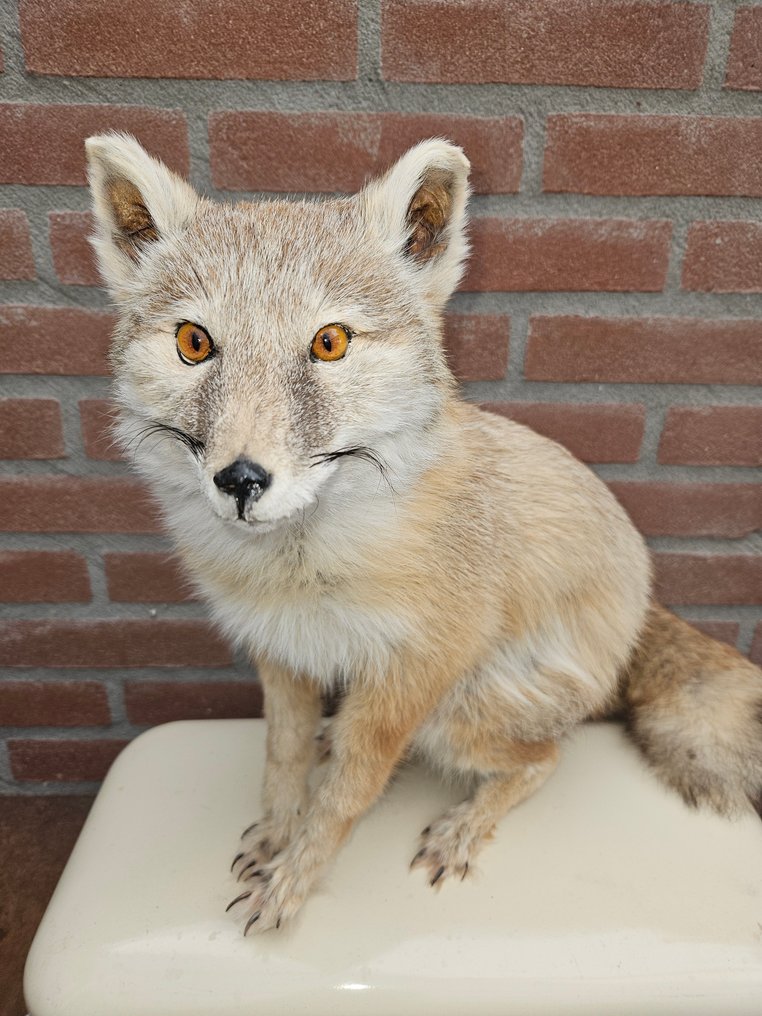 Corsac vos Täytetyn eläimen koko kehon jalusta - Vulpes corsac - 40 cm - 20 cm - 46 cm - Ei-CITES-kohde - 1 #2.1