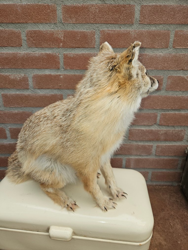 Corsac vos Täytetyn eläimen koko kehon jalusta - Vulpes corsac - 40 cm - 20 cm - 46 cm - Ei-CITES-kohde - 1 #3.2