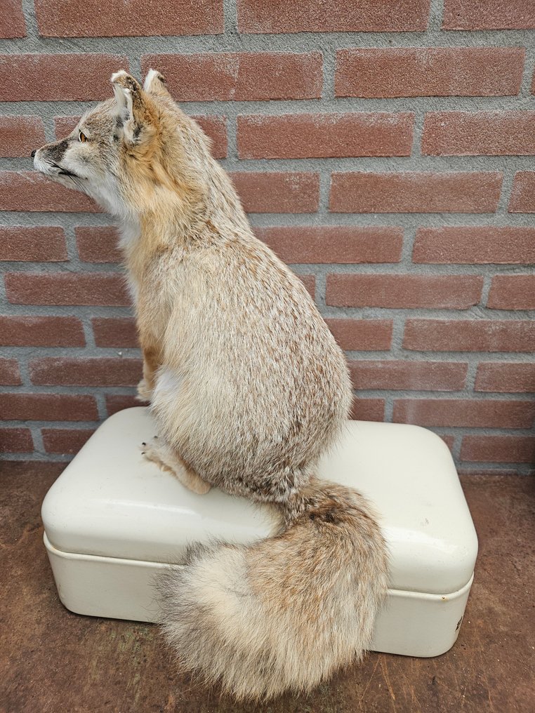 Corsac vos Täytetyn eläimen koko kehon jalusta - Vulpes corsac - 40 cm - 20 cm - 46 cm - Ei-CITES-kohde - 1 #4.3
