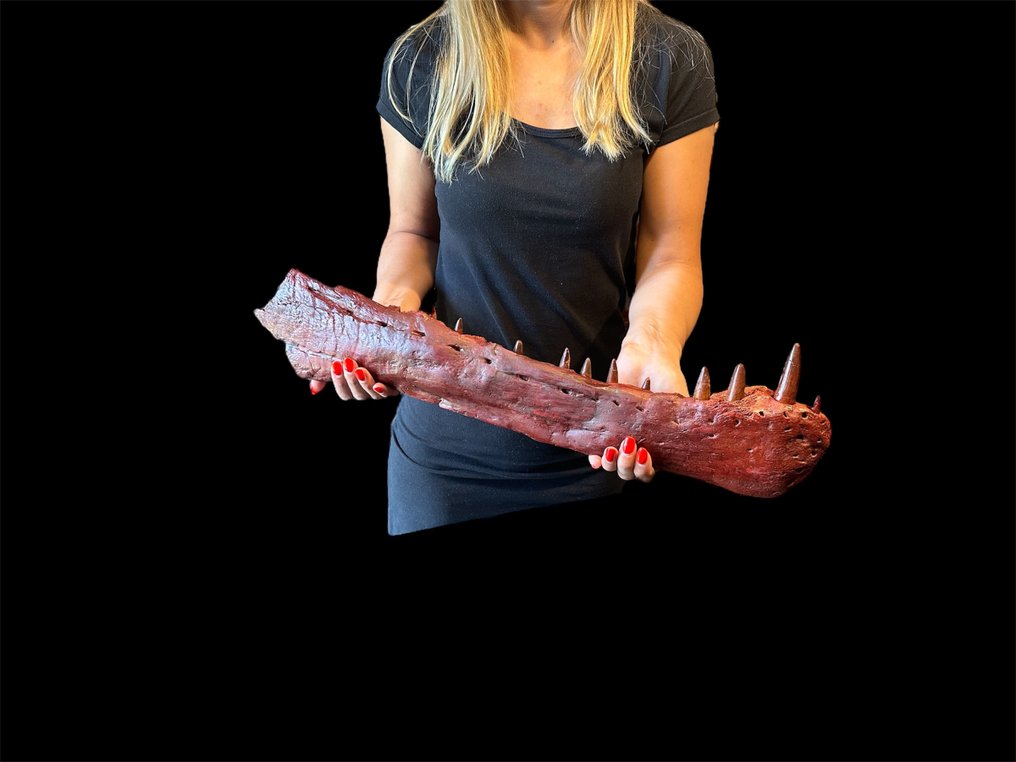 令人难以置信的完整棘龙下颚 - 下顎骨化石 - Spinosaurus Aegyptiacus - 62 cm - 35 cm #3.2